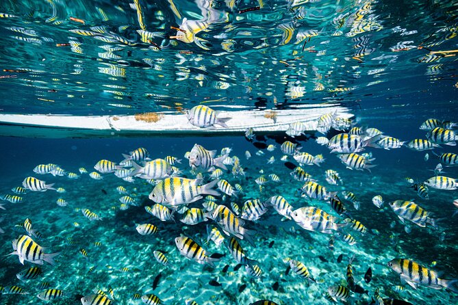 2 in 1 Parasail Cancun and Jet ski - What you’ll likely see off Cancún’s coast