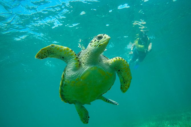 Cancun Adventure: Reef Snorkeling & Parasailing Experience - Price and Value: What $135 Really Covers (and What Adds Up)