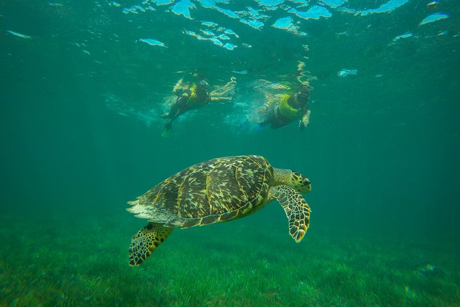Cancun Adventure: Reef Snorkeling & Parasailing Experience - Timing, Pickup, and Marina Logistics: Don’t Lose the Small Stuff