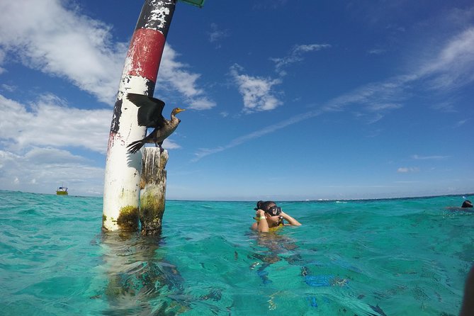 Cancun Adventure: Reef Snorkeling & Parasailing Experience - Snorkeling for Beginners: Calm Water, 9-Foot Max Depth