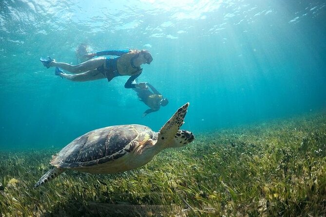 Cancun Combo Adventure: 4 Reef Snorkeling Stops & Parasailing - Stop 1 for Snorkel Lovers: A Local Reef on the Great Mayan Reef