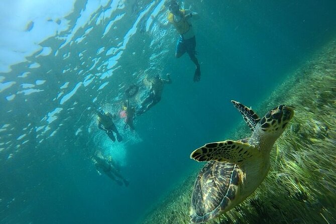 Cancun Combo Adventure: 4 Reef Snorkeling Stops & Parasailing - Musa Museum Underwater Art: Two Galleries to Explore