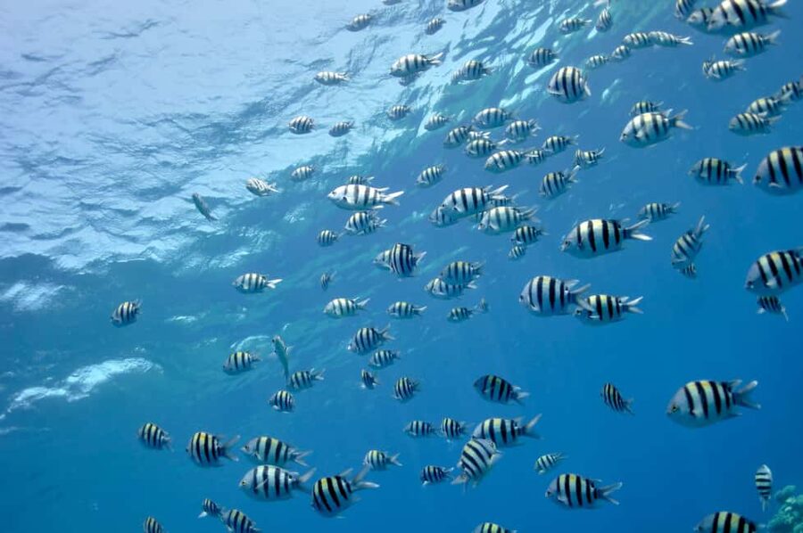 Hurghada: Glass Boat & Snorkeling with Optional Parasailing - Glass-bottom semi-submarine: seeing the reef before you snorkel