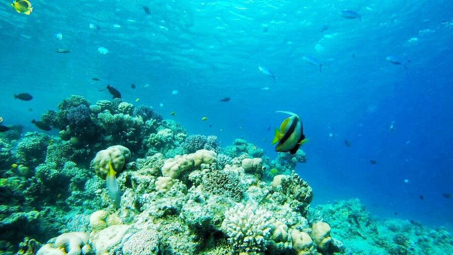 Sharm El-Sheikh: Parasailing, Camel Ride, Dive & Quad Bike - Parasailing above the bay: the view is the payoff